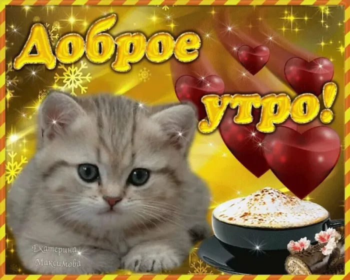 Картинки котиков с добрым утром. Котики с добрым утром картинки котиков
