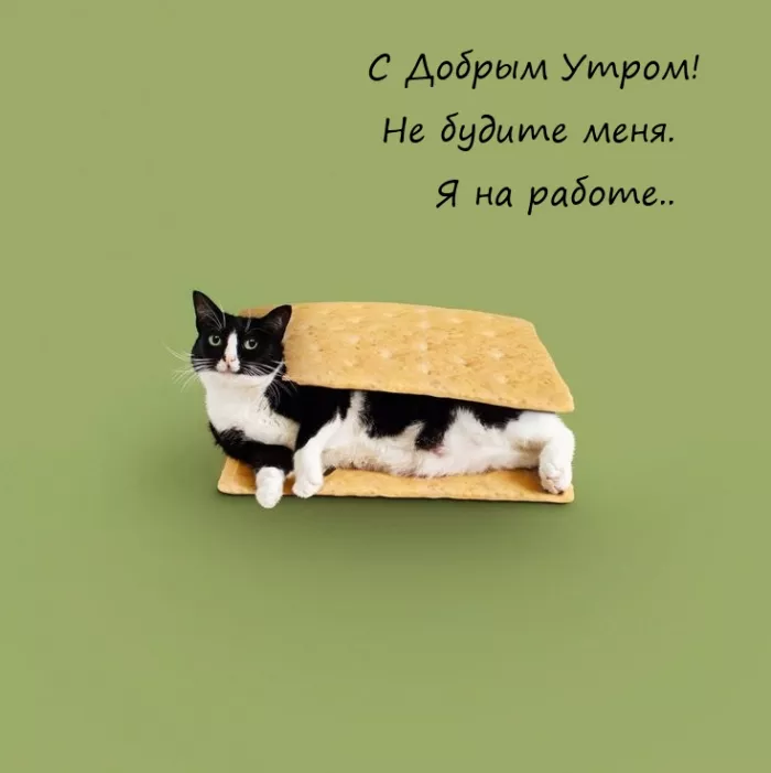 Картинки котиков с добрым утром. Картинки котиков с добрым утром