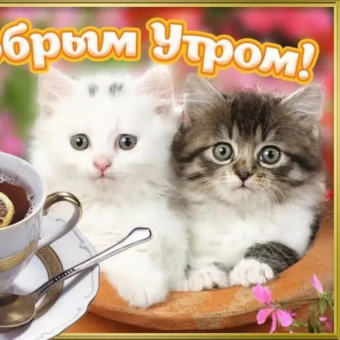 Картинки котиков с добрым утром. Котики с добрым утром картинки котиков