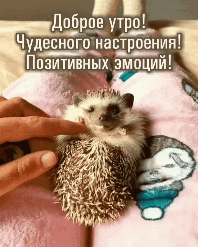 Красивые весенние картинки Доброго утра. Картинки доброе утро хорошего дня весенние