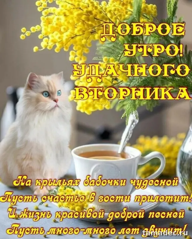 Картинки Доброго утра вторника. Доброе утро вторника картинки красивые