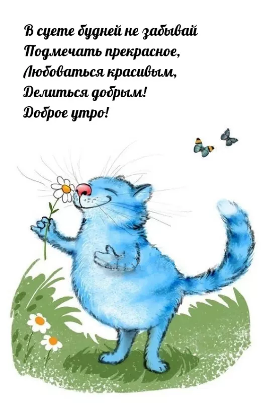 Картинки котиков с добрым утром. Котики с добрым утром картинки котиков