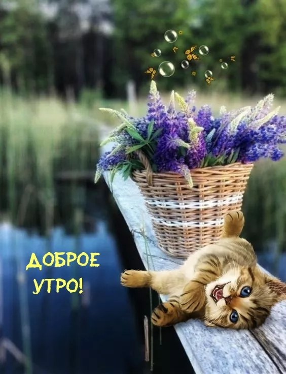 Картинки котиков с добрым утром. Картинки котиков с добрым утром