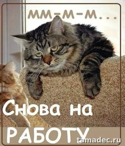 Картинки доброе утро понедельника. Доброе утро понедельника картинки прикольные