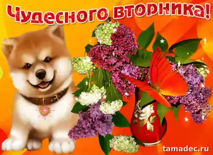 Картинки Доброго утра вторника. Доброе утро вторника картинки красивые