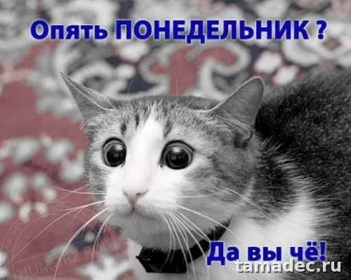 Картинки доброе утро понедельника. Доброе утро понедельника картинки прикольные