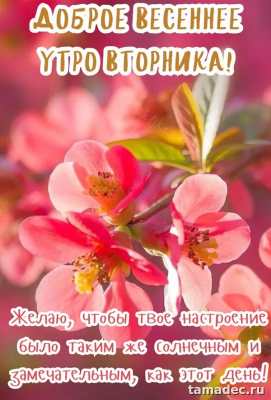 Картинки Доброго утра вторника. Доброе утро хорошего вторника