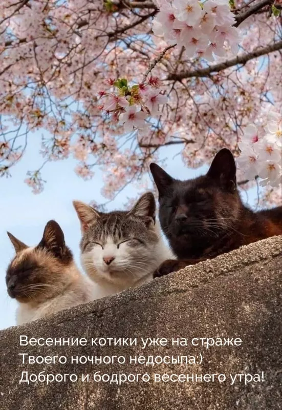 Картинки котиков с добрым утром. Картинки &nbsp;"Доброе утро котик"
