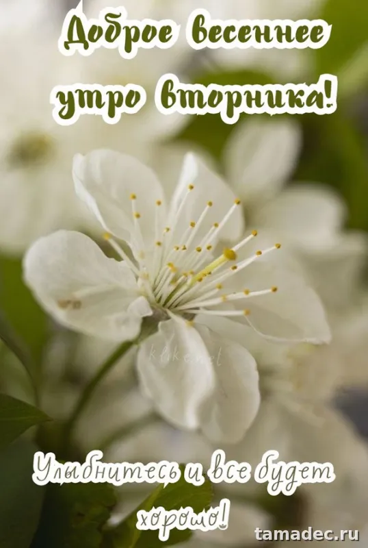 Картинки Доброго утра вторника. Доброе утро хорошего вторника