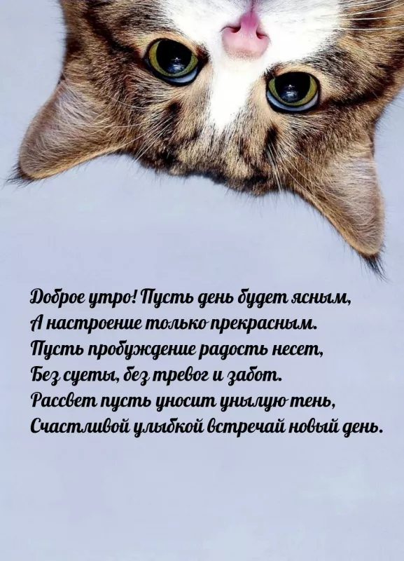 Картинки котиков с добрым утром. Котики с добрым утром картинки котиков