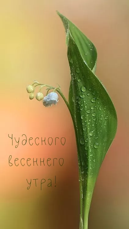 Красивые весенние картинки Доброго утра. Картинки с добрым весенним утром