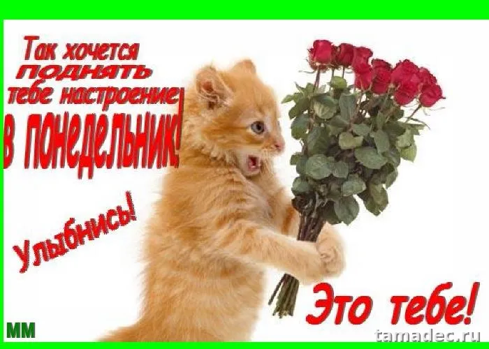 Картинки доброе утро понедельника. Доброе утро понедельника картинки прикольные