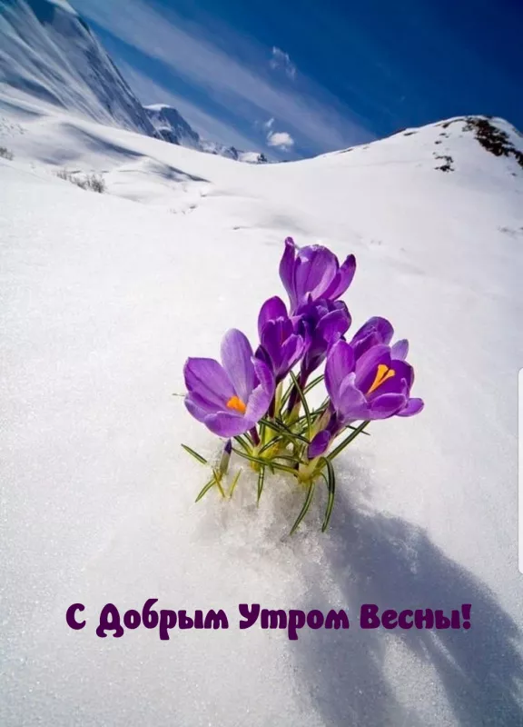 Красивые весенние картинки Доброго утра. Картинки с добрым весенним утром