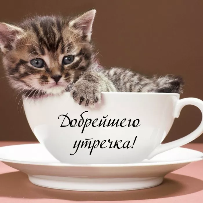Картинки котиков с добрым утром. Картинки &nbsp;"Доброе утро котик"