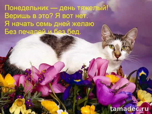 Картинки доброе утро понедельника. Доброе утро понедельника картинки позитивные