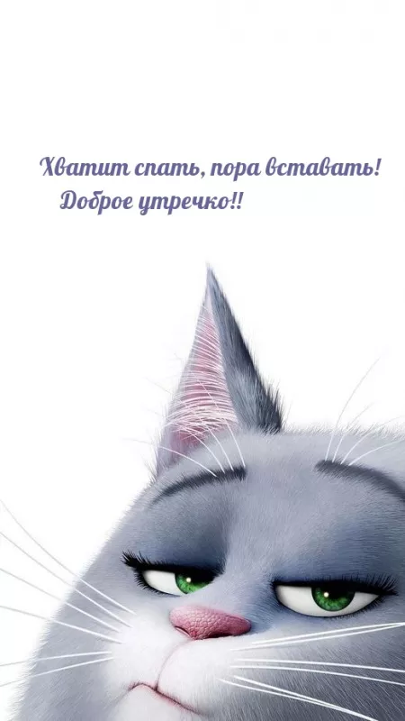 Картинки котиков с добрым утром. Картинки котиков с добрым утром