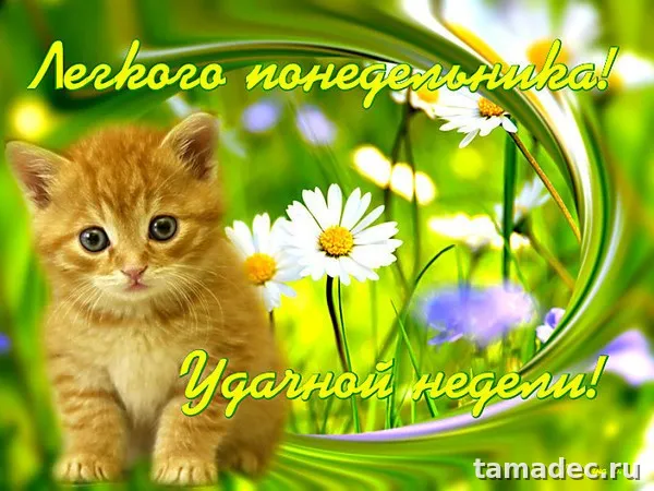 Картинки доброе утро понедельника. Доброе утро понедельника картинки красивые