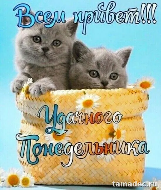 Картинки доброе утро понедельника. Доброго утра понедельника картинки с пожеланиями