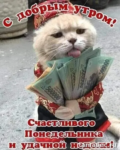 Картинки доброе утро понедельника. Доброе утро понедельника картинки прикольные