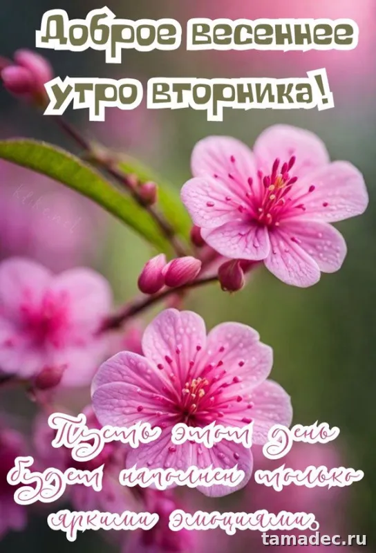 Картинки Доброго утра вторника. Доброе утро хорошего вторника