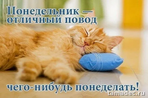 Картинки доброе утро понедельника. Доброе утро понедельника картинки прикольные