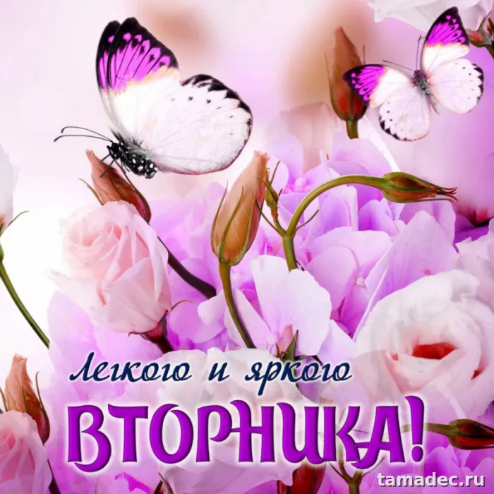 Картинки Доброго утра вторника. Доброе утро вторника картинки красивые