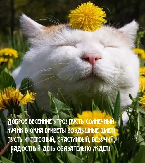 Картинки котиков с добрым утром. Картинки &nbsp;"Доброе утро котик"