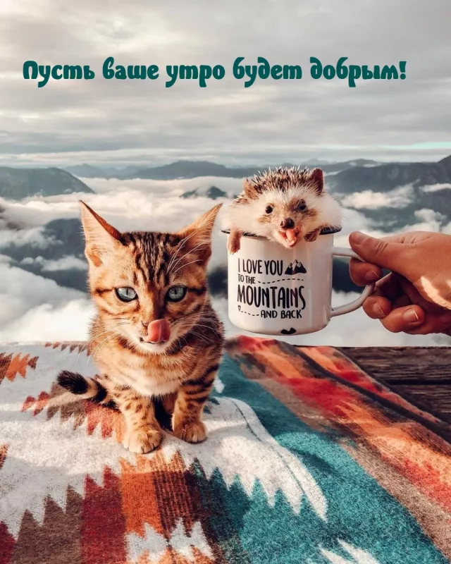 Картинки котиков с добрым утром. Котики с добрым утром картинки котиков