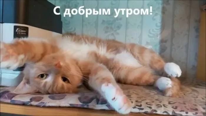 Картинки котиков с добрым утром. Котики с добрым утром картинки котиков