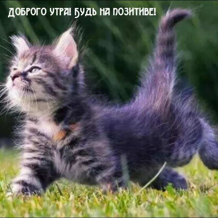 Картинки котиков с добрым утром. Котики с добрым утром картинки котиков