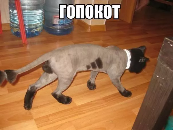 Картинки котиков с добрым утром. Смешные картинки котиков часть 4