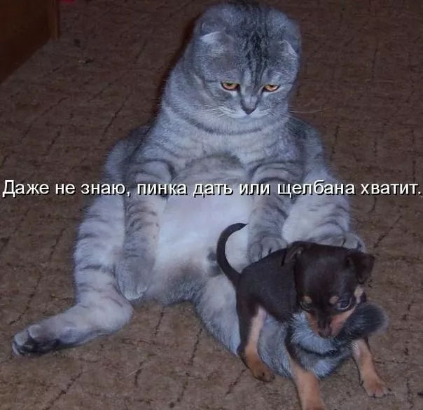 Картинки котиков с добрым утром. Смешные картинки котиков часть 2
