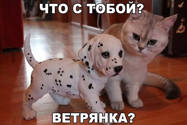 Картинки котиков с добрым утром. Смешные картинки котиков часть 2
