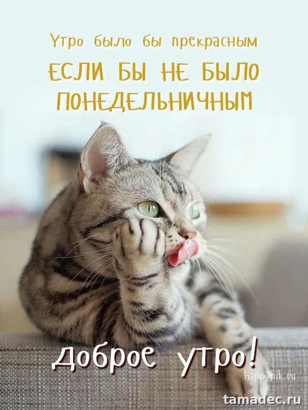 Картинки доброе утро понедельника. Доброе утро удачного понедельника картинки