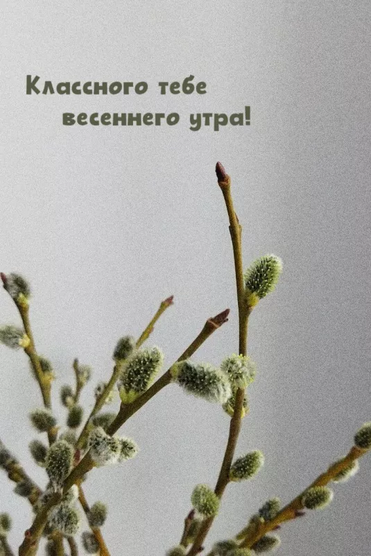 Красивые весенние картинки Доброго утра. Картинки доброе утро весеннего настроения