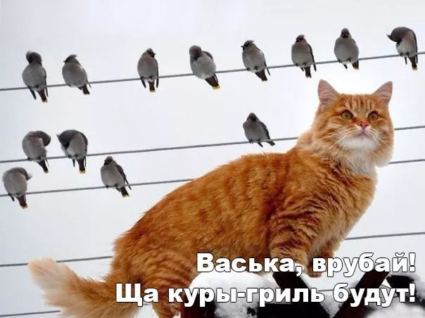 Картинки котиков с добрым утром. Смешные картинки котиков&nbsp;