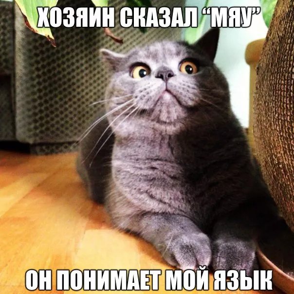 Картинки котиков с добрым утром. Смешные картинки котиков часть 3
