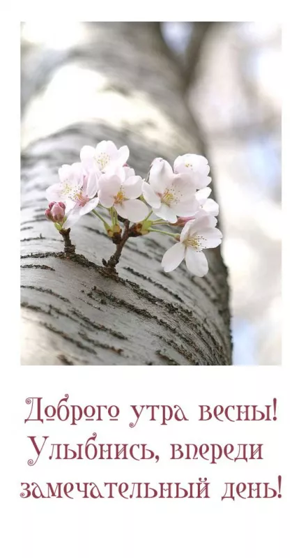 Красивые весенние картинки Доброго утра. Картинки с добрым утром весенние бесплатно