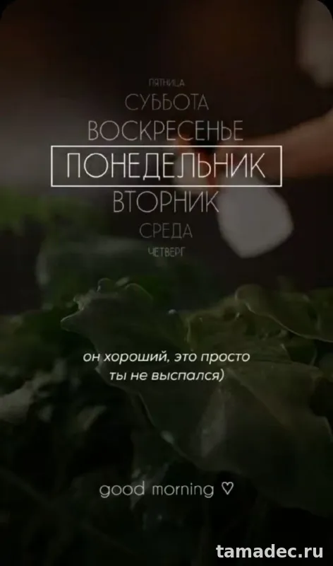Картинки доброе утро понедельника. Доброе утро удачного понедельника картинки