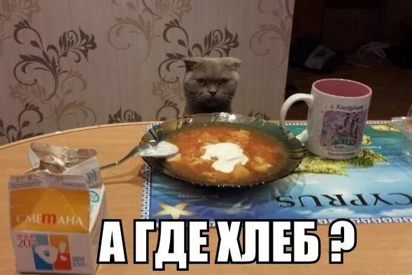 Картинки котиков с добрым утром. Смешные картинки котиков часть 3