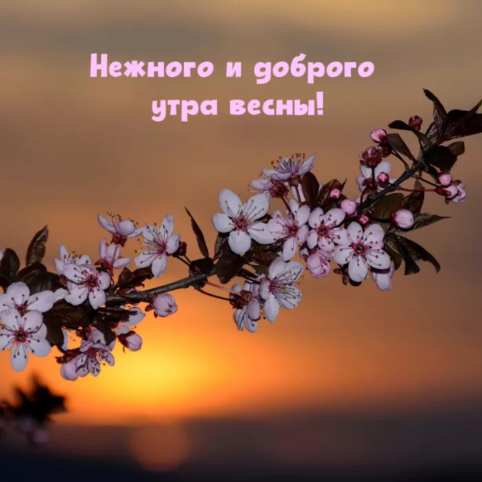 Красивые весенние картинки Доброго утра. Картинки с добрым утром весенние бесплатно