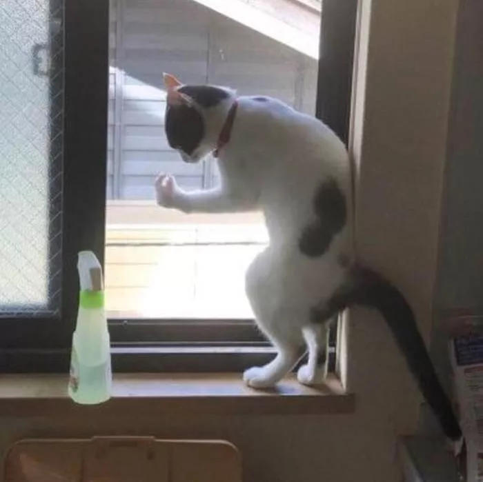 Картинки котиков с добрым утром. Смешные картинки котиков&nbsp;