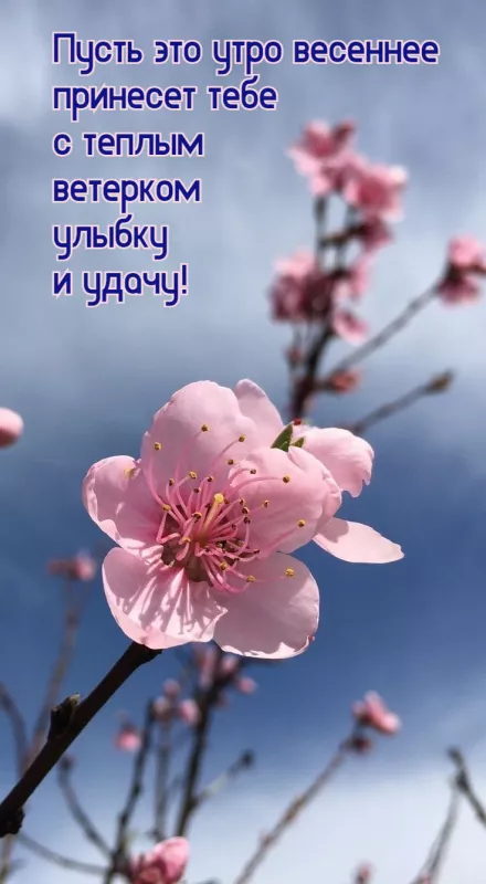 Красивые весенние картинки Доброго утра. Картинки с добрым утром весенние бесплатно