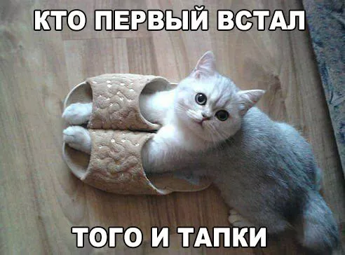 Картинки котиков с добрым утром. Смешные картинки котиков часть 2