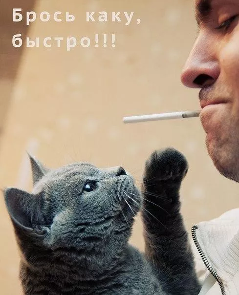 Картинки котиков с добрым утром. Смешные картинки котиков часть 3