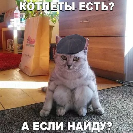 Картинки котиков с добрым утром. Смешные картинки котиков часть 2