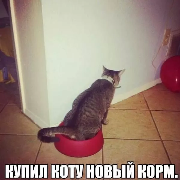 Картинки котиков с добрым утром. Смешные картинки котиков часть 3