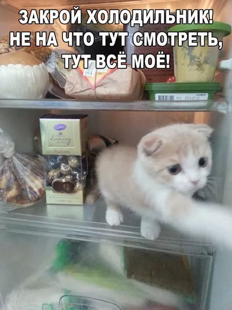 Картинки котиков с добрым утром. Смешные картинки котиков часть 4