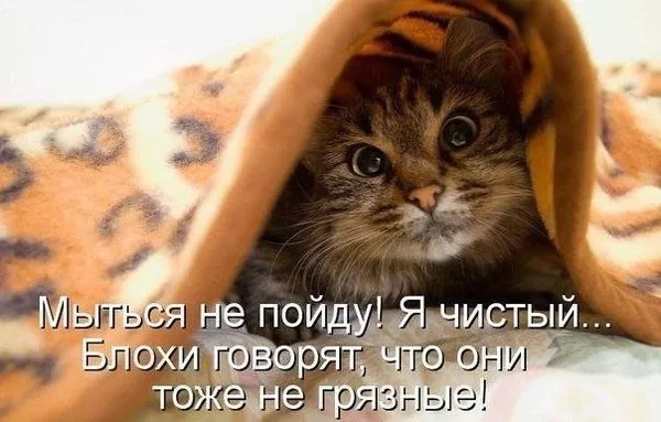 Картинки котиков с добрым утром. Смешные картинки котиков часть 4