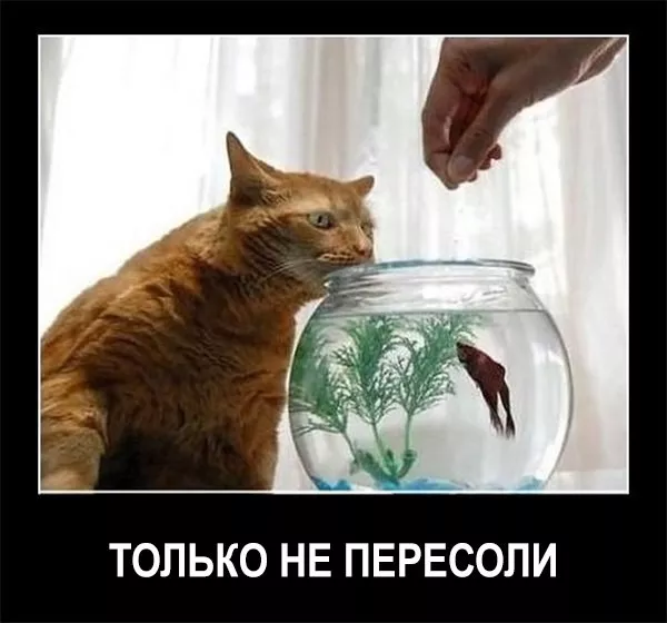 Картинки котиков с добрым утром. Смешные картинки котиков часть 3